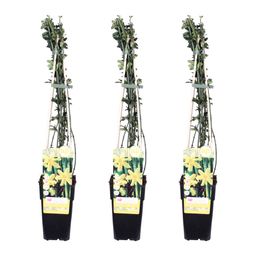 Hoogeveen 3x - Jasminum nudiflorum - ↨65cm - Ø15 (8720955320511)