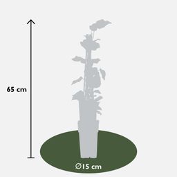 Hoogeveen 4x - Hedera algeriensis 'Gloire de Maren' - ↨65cm - Ø15 (8720955320429)