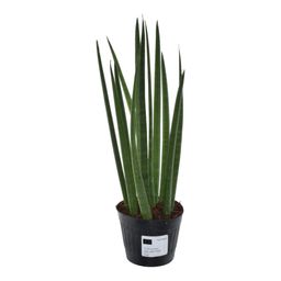 Sansevieria cylindrica 'Bacularis' / Mikado - 38 cm - ø10,5 (8721081685079)