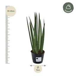 Sansevieria cylindrica 'Bacularis' / Mikado - 38 cm - ø10,5 (8721081685079)