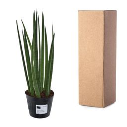 Sansevieria cylindrica 'Bacularis' / Mikado - 38 cm - ø10,5 (8721081685079)