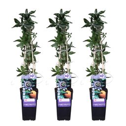 Hoogeveen 3x - Passiflora caerulea - ↨65cm - Ø15 (8720955320719)