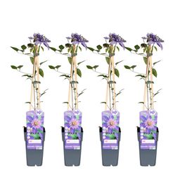 Hoogeveen 4x - Clematis Multi Blue - ↨65cm - Ø15 (8720955320955)