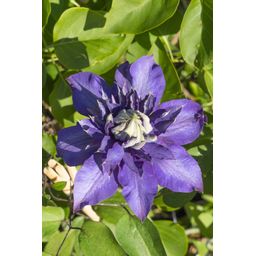 Hoogeveen 4x - Clematis Multi Blue - ↨65cm - Ø15 (8720955320955)