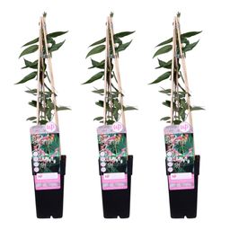 Hoogeveen 3x - Lonicera henryi - ↨65cm - Ø15 (8720955320559)