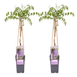 Hoogeveen 2x - Wisteria floribunda 'Naga Noda' - ↨65cm - Ø15 (8720955321297)