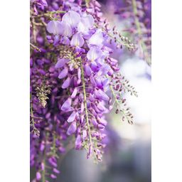 Hoogeveen 2x - Wisteria floribunda 'Naga Noda' - ↨65cm - Ø15 (8720955321297)