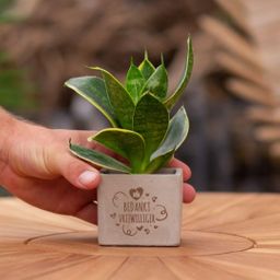 Congreet plantpots + Sansevieria | Bedankt vrijwilliger (8721225131387)