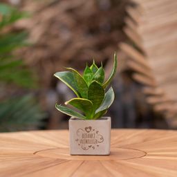 Congreet plantpots + Sansevieria | Bedankt vrijwilliger (8721225131387)