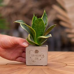 Congreet plantpots + Sansevieria | Een nieuwe stek (8721225131455)