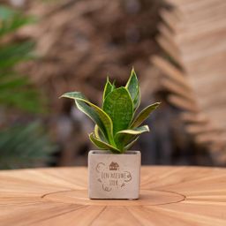Congreet plantpots + Sansevieria | Een nieuwe stek (8721225131455)