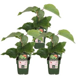 Hoogeveen 3x - Actinidia delciosioa 'Jenny' - ↨45cm - Ø13 (8720955321488)