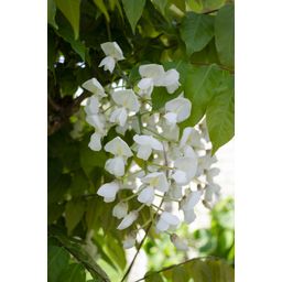 Hoogeveen 2x Wisteria floribunda 'Longissima Alba' - ↨65cm - Ø15 (8720955321280)