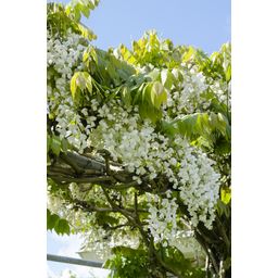 Hoogeveen 2x Wisteria floribunda 'Longissima Alba' - ↨65cm - Ø15 (8720955321280)