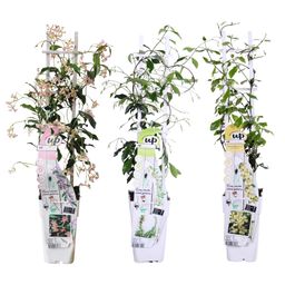 Hoogeveen 3x - Trachelospermum Mix - ↨65cm - Ø15 (8720955321266)