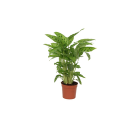 Calathea Leopardina - 35 cm - Ø12cm (8721081685703)