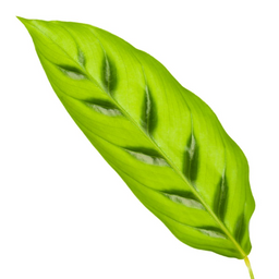 Calathea Leopardina - 35 cm - Ø12cm (8721081685703)