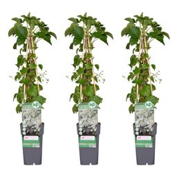 Hoogeveen 3x - Hydrangea petiolaris - ↨65cm - Ø15 (8720955320498)