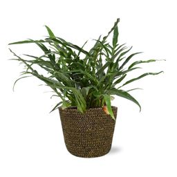 Aglaomorpha Coronans - Selin Pot D18x16cm - Zwart (43775)