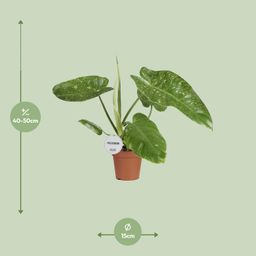 Philodendron Jose Buono (16547)