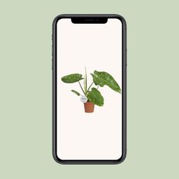 Philodendron Jose Buono (16547)