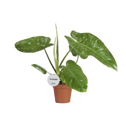 Philodendron Jose Buono (16547)