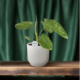 Philodendron Jose Buono (16547)