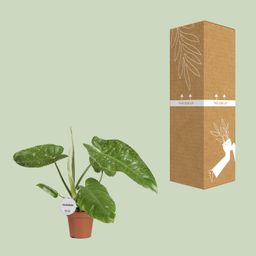Philodendron Jose Buono (16547)