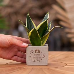 Congreet plantpots + Sansevieria | Bedankt zorgtopper (8721225131448)