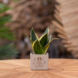 Congreet plantpots + Sansevieria | Bedankt zorgtopper (8721225131448)