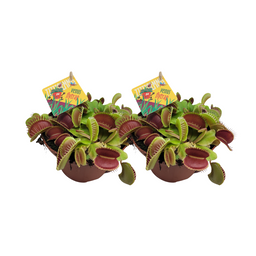 Dionaea Muscipula - 2 stuks (32932)
