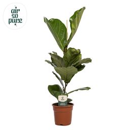 Ficus Lyrata (15885)