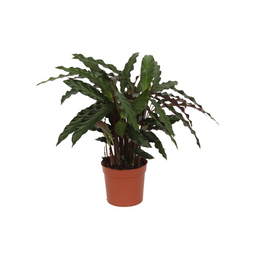 Calathea Elgergrass - 35 cm - Ø12cm (8721081685680)