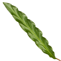 Calathea Elgergrass - 35 cm - Ø12cm (8721081685680)