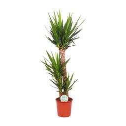 Yucca Elephantipes (15777)