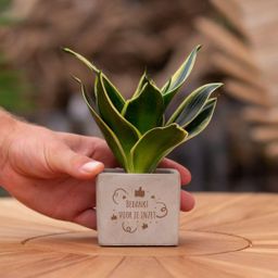 Congreet plantpots + Sansevieria | Bedankt voor je inzet (8721225131400)