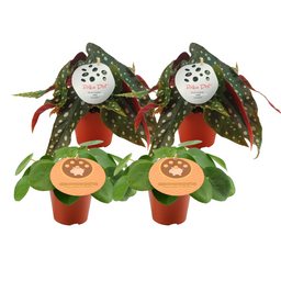 2x Pilea Peperomioides + 2x Begonia Maculata - 4 stuks (24737)