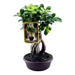 Ficus Microcarpa Ginseng - 30 cm - Ø17cm (8721081685567)