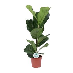 Ficus Lyrata (15925)