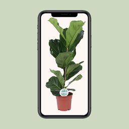 Ficus Lyrata (15925)