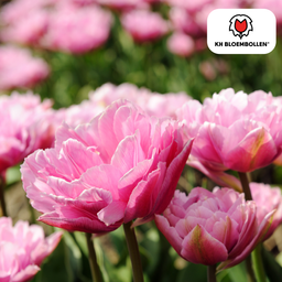Tulpenbollen Columbus – 20 Stuks | KH Bloembollen® | Roze-Witte Dubbele Pioentulp – Elegant & Vol – Voor Tuin of Pot – Maat 11/12 – Vers van de Teler! (51142)