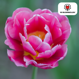 Tulpenbollen Columbus – 20 Stuks | KH Bloembollen® | Roze-Witte Dubbele Pioentulp – Elegant & Vol – Voor Tuin of Pot – Maat 11/12 – Vers van de Teler! (51142)