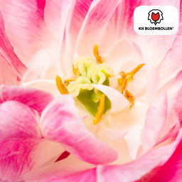 Tulpenbollen Columbus – 20 Stuks | KH Bloembollen® | Roze-Witte Dubbele Pioentulp – Elegant & Vol – Voor Tuin of Pot – Maat 11/12 – Vers van de Teler! (51142)