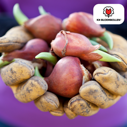 Tulpenbollen Columbus – 20 Stuks | KH Bloembollen® | Roze-Witte Dubbele Pioentulp – Elegant & Vol – Voor Tuin of Pot – Maat 11/12 – Vers van de Teler! (51142)