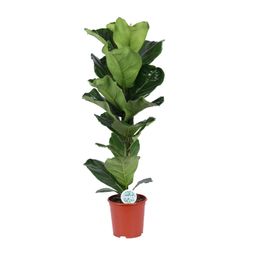Ficus Lyrata (15787)