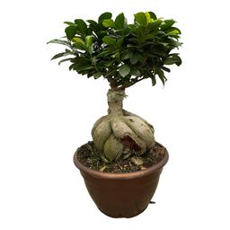 Ficus Microcarpa Ginseng - 50 cm - Ø25cm (8721081685550)