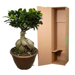 Ficus Microcarpa Ginseng - 50 cm - Ø25cm (8721081685550)