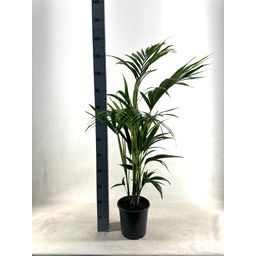 KENTIA - P21 H110 - 5PP - EcoLine (Howea Forsteriana (29026)