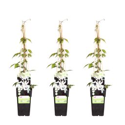 Hoogeveen 3x - Clematis Montana 'Grandiflora' - ↨65cm - Ø15 (8720955320900)