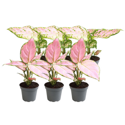 6x Aglaonema Mix (14677)
